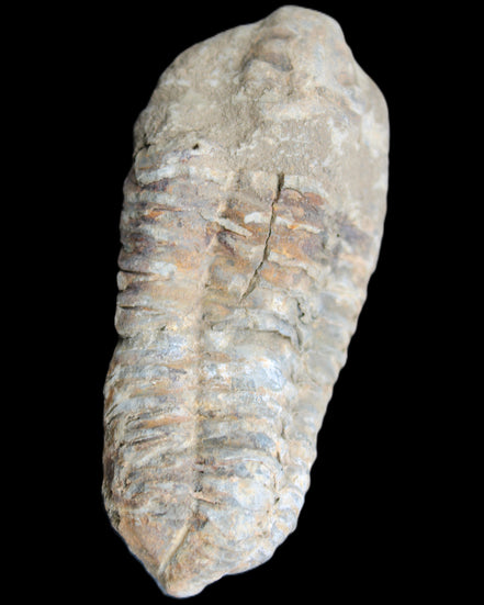 Trilobite Diacalymene 39*76mm 79g in sunlight - Rocks and Things Store