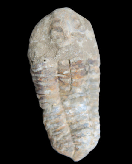 Trilobite Diacalymene 39*76mm 79g in sunlight - Rocks and Things Store