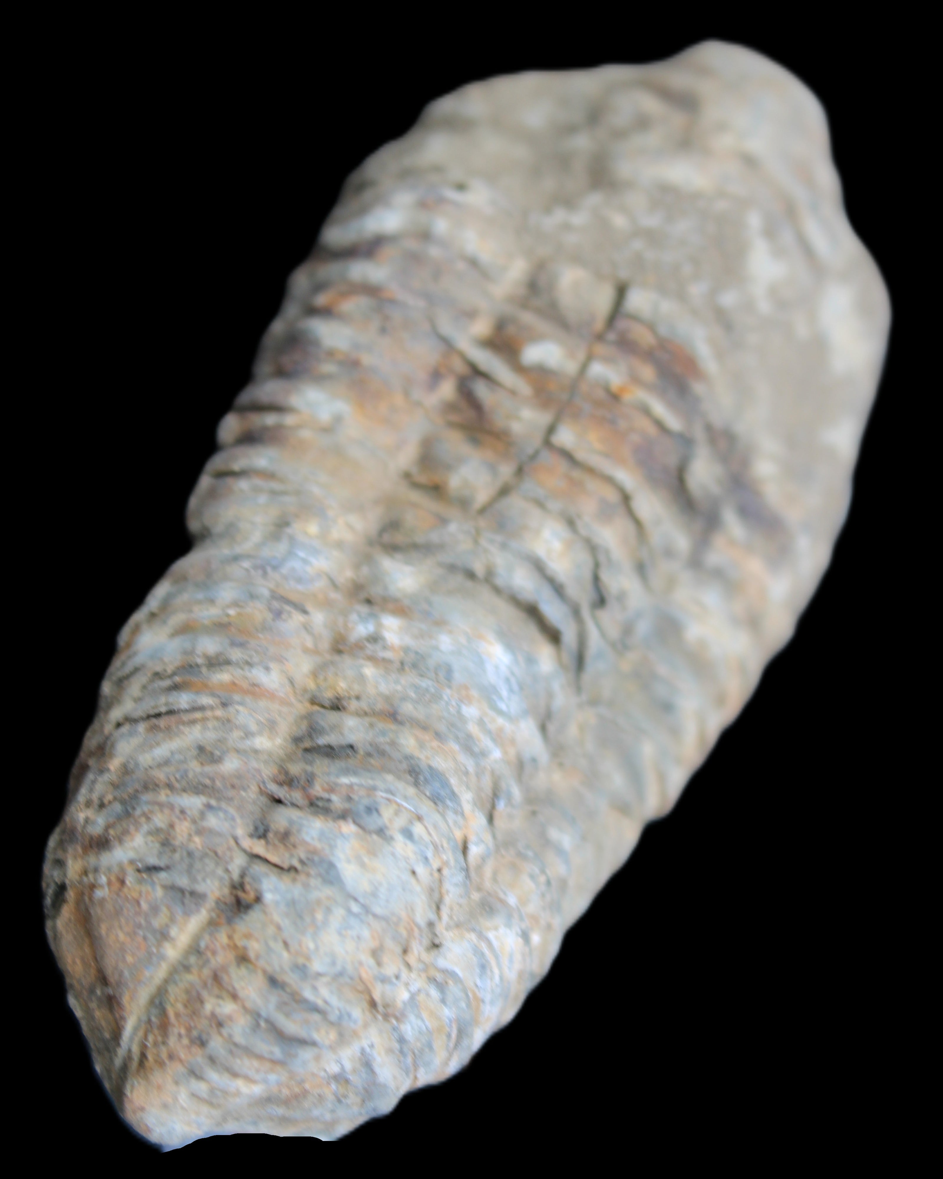 Trilobite Diacalymene 39*76mm 79g in sunlight - Rocks and Things Store