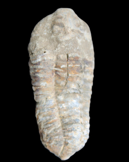 Trilobite Diacalymene 39*76mm 79g in sunlight - Rocks and Things Store