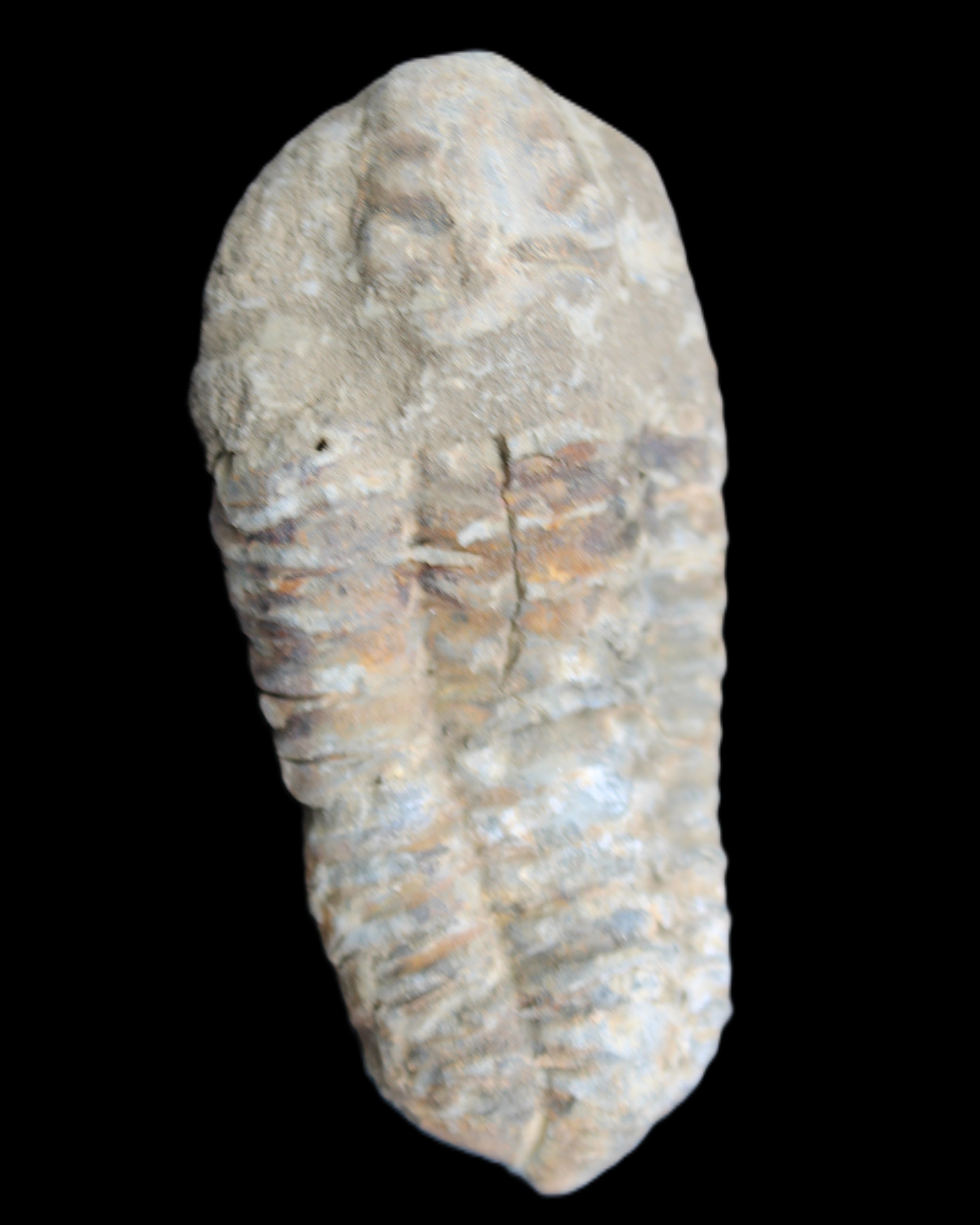 Trilobite Diacalymene 39*76mm 79g in sunlight - Rocks and Things Store