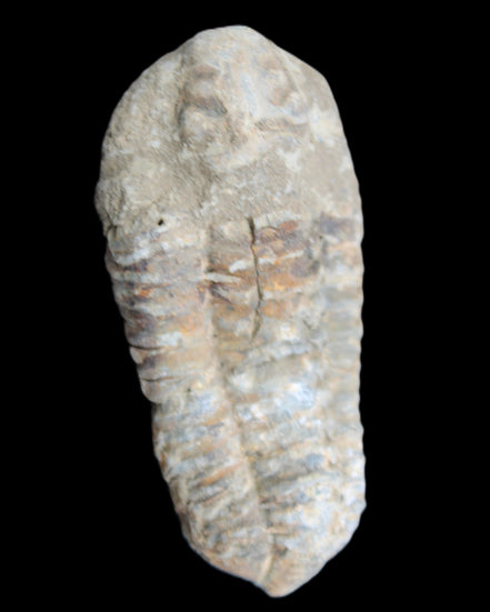 Trilobite Diacalymene 39*76mm 79g in sunlight - Rocks and Things Store