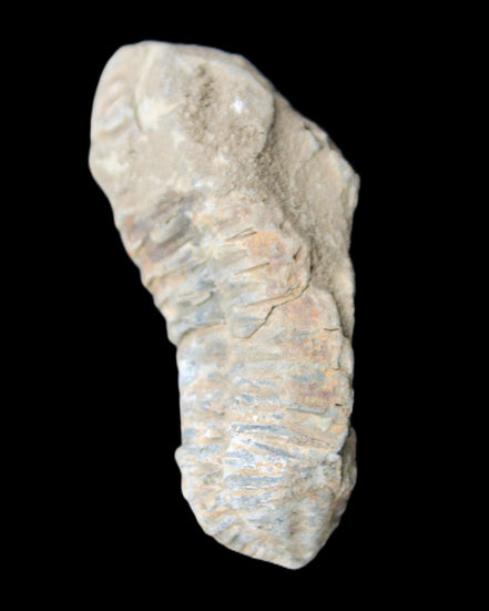 Trilobite Diacalymene 39*76mm 79g in sunlight - Rocks and Things Store