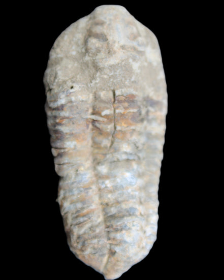 Trilobite Diacalymene 39*76mm 79g in sunlight - Rocks and Things Store