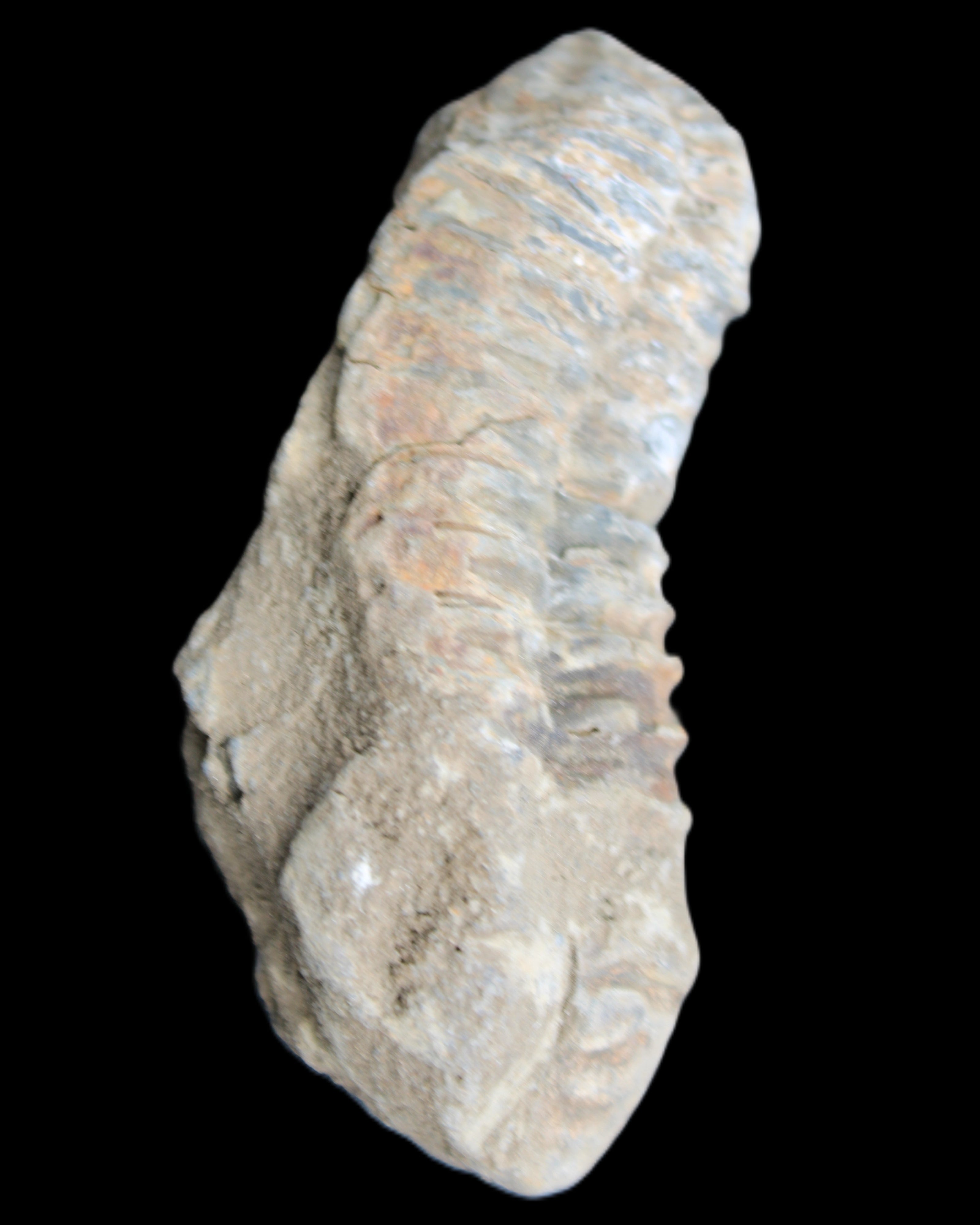 Trilobite Diacalymene 39*76mm 79g in sunlight - Rocks and Things Store