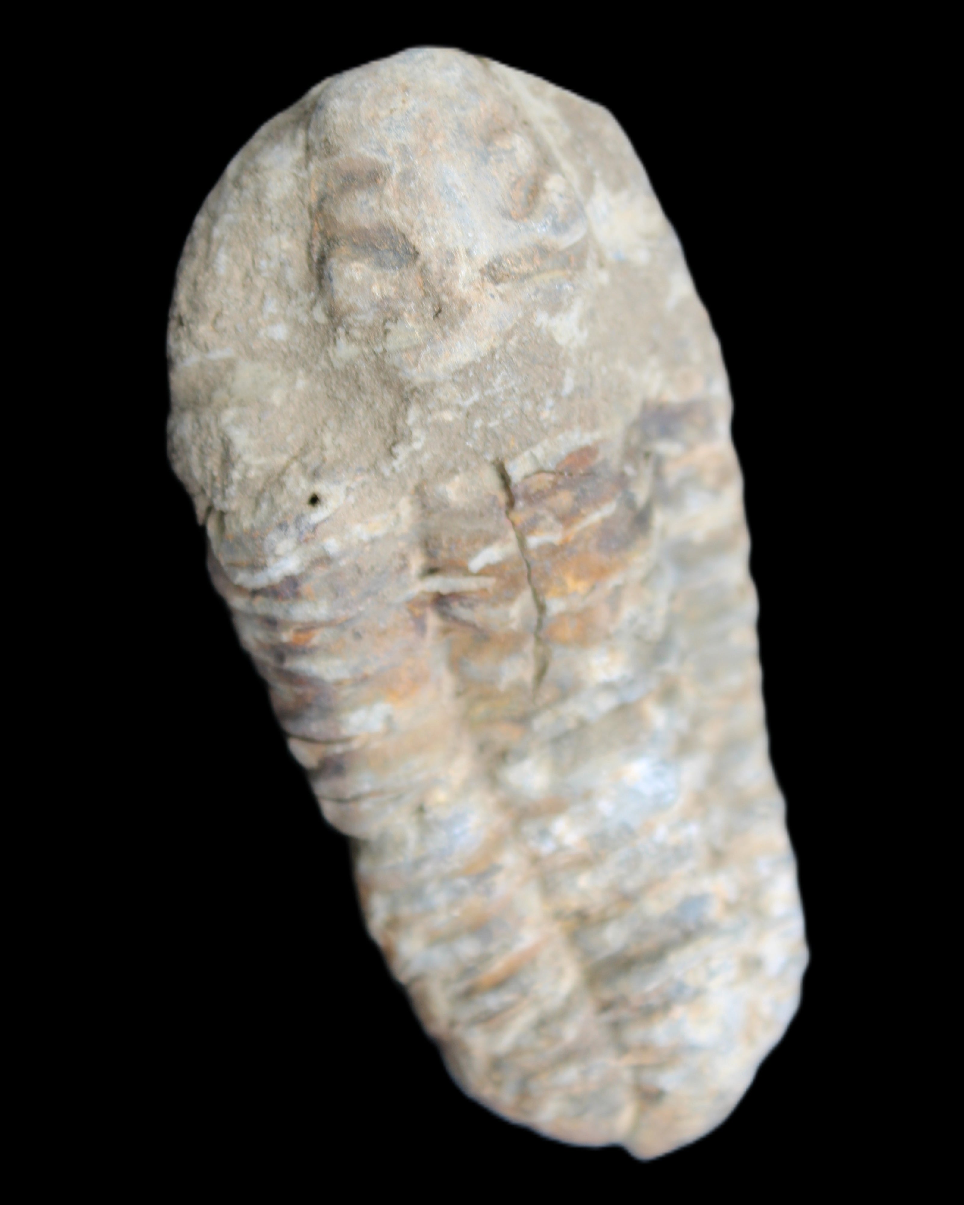 Trilobite Diacalymene 39*76mm 79g in sunlight - Rocks and Things Store