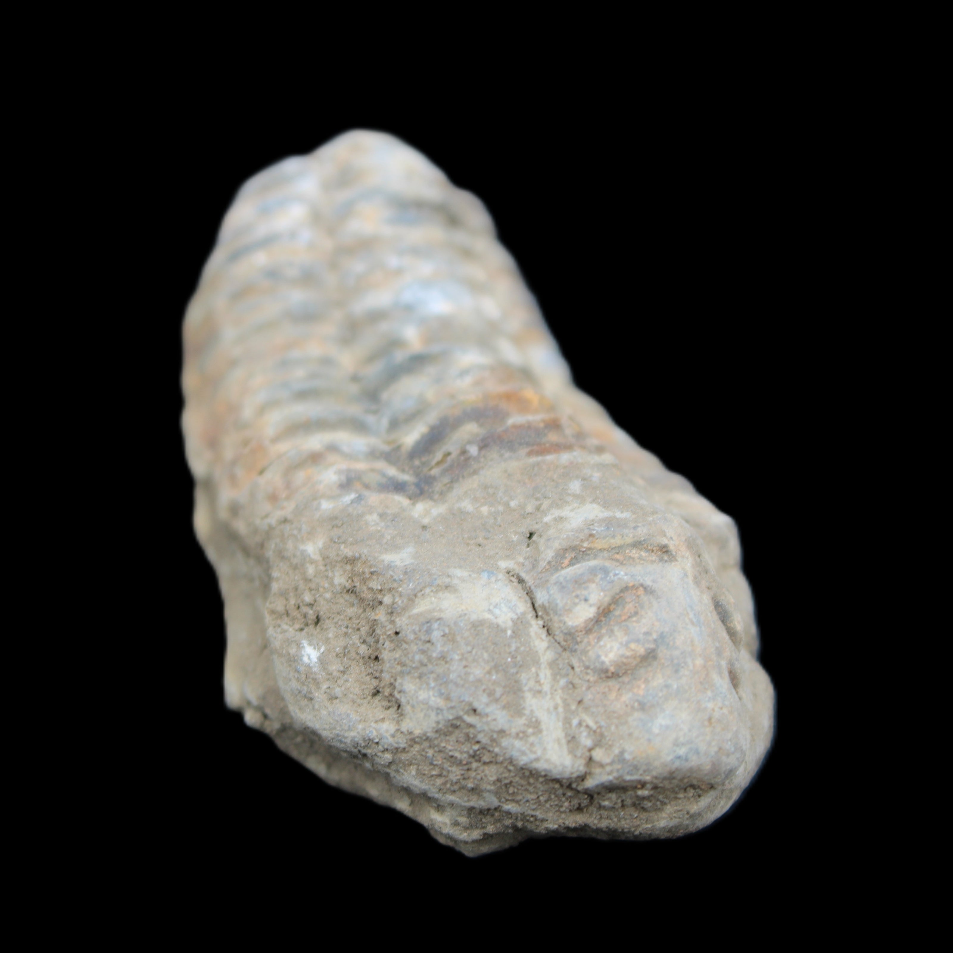 Trilobite Diacalymene 39*76mm 79g in sunlight - Rocks and Things Store