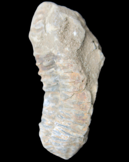 Trilobite Diacalymene 39*76mm 79g in sunlight - Rocks and Things Store