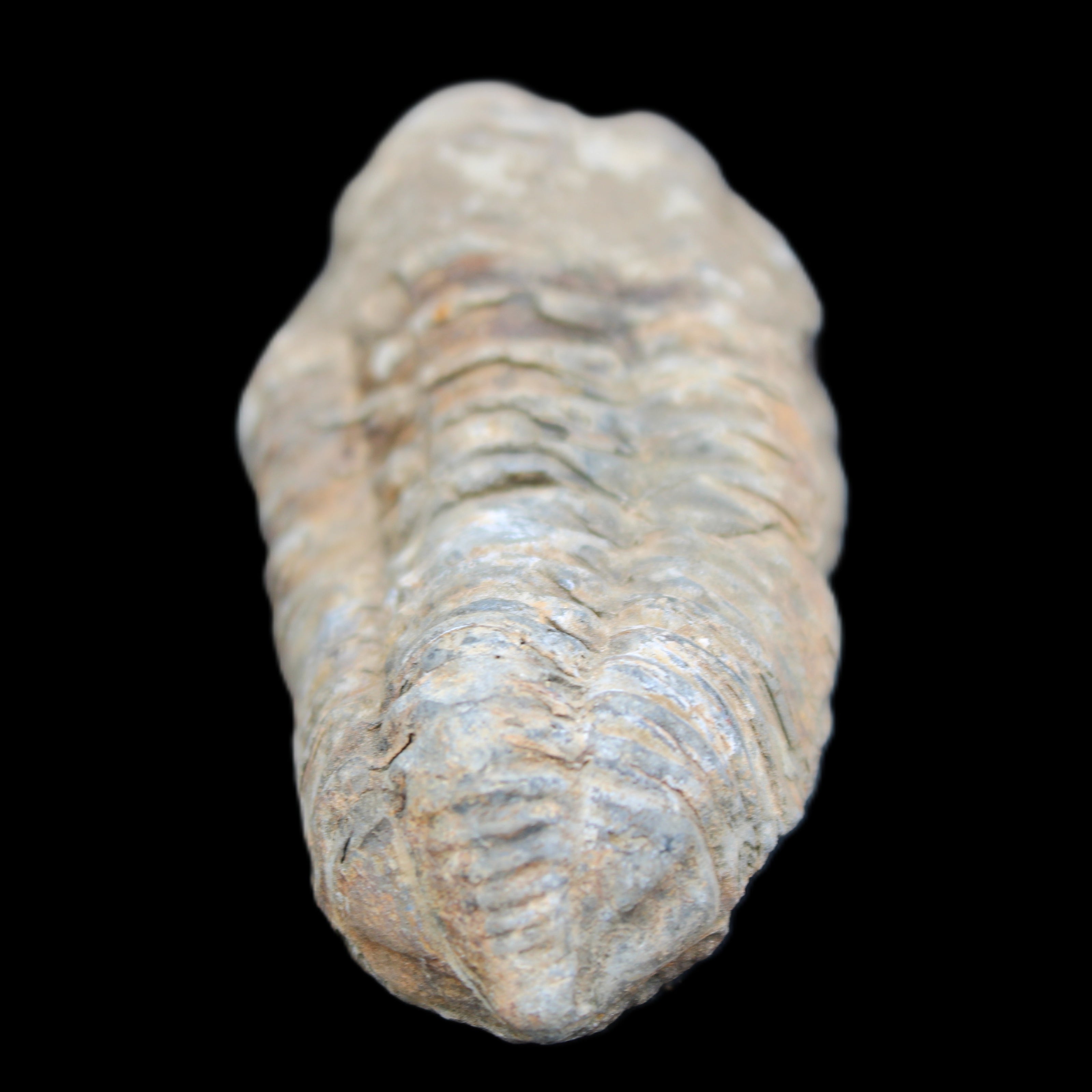 Trilobite Diacalymene 39*76mm 79g in sunlight - Rocks and Things Store