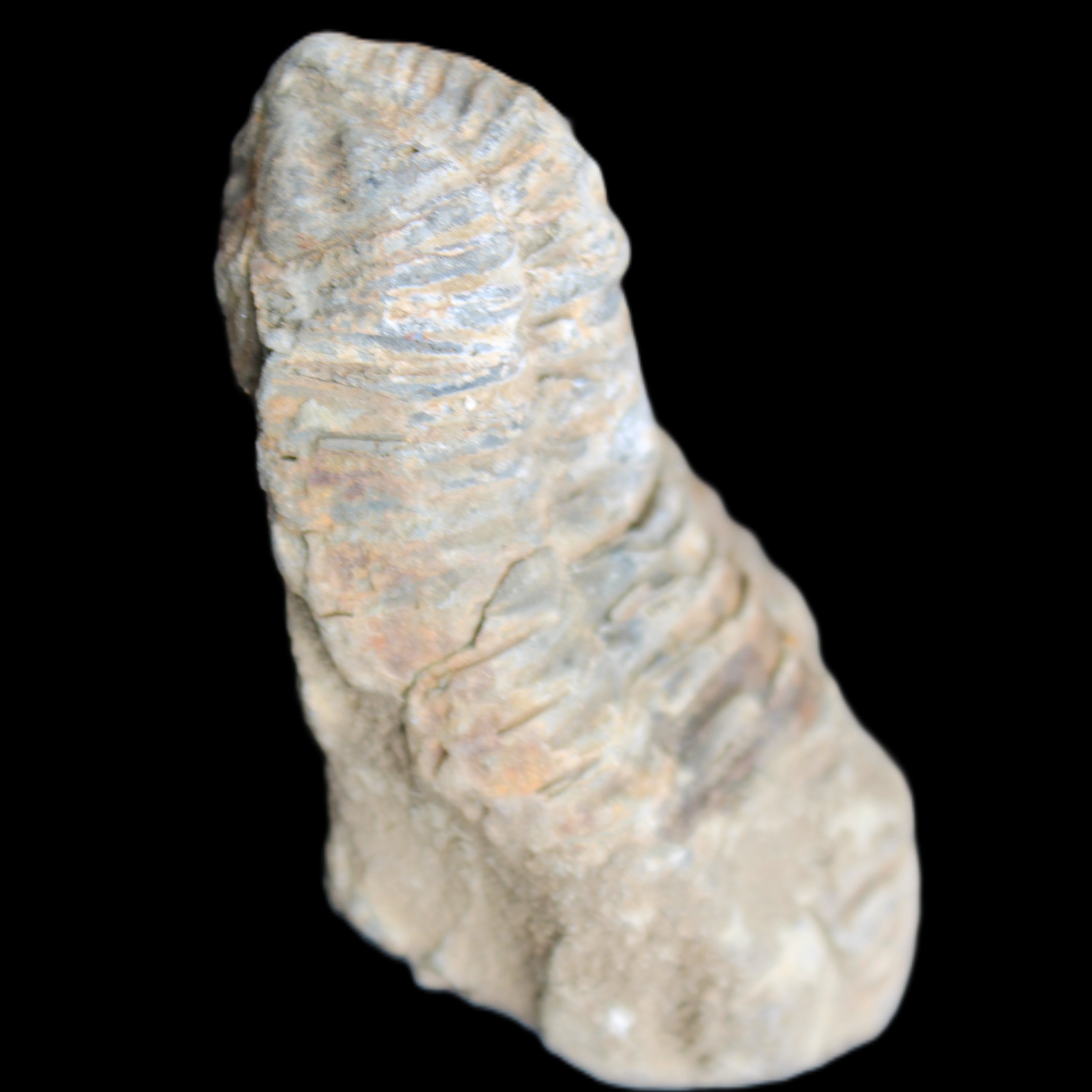 Trilobite Diacalymene 39*76mm 79g in sunlight - Rocks and Things Store