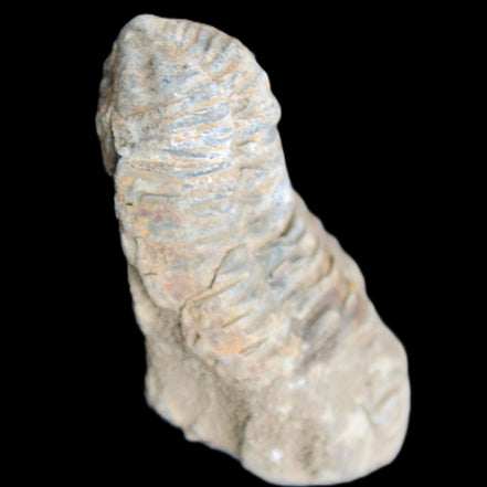 Trilobite Diacalymene 39*76mm 79g in sunlight - Rocks and Things Store