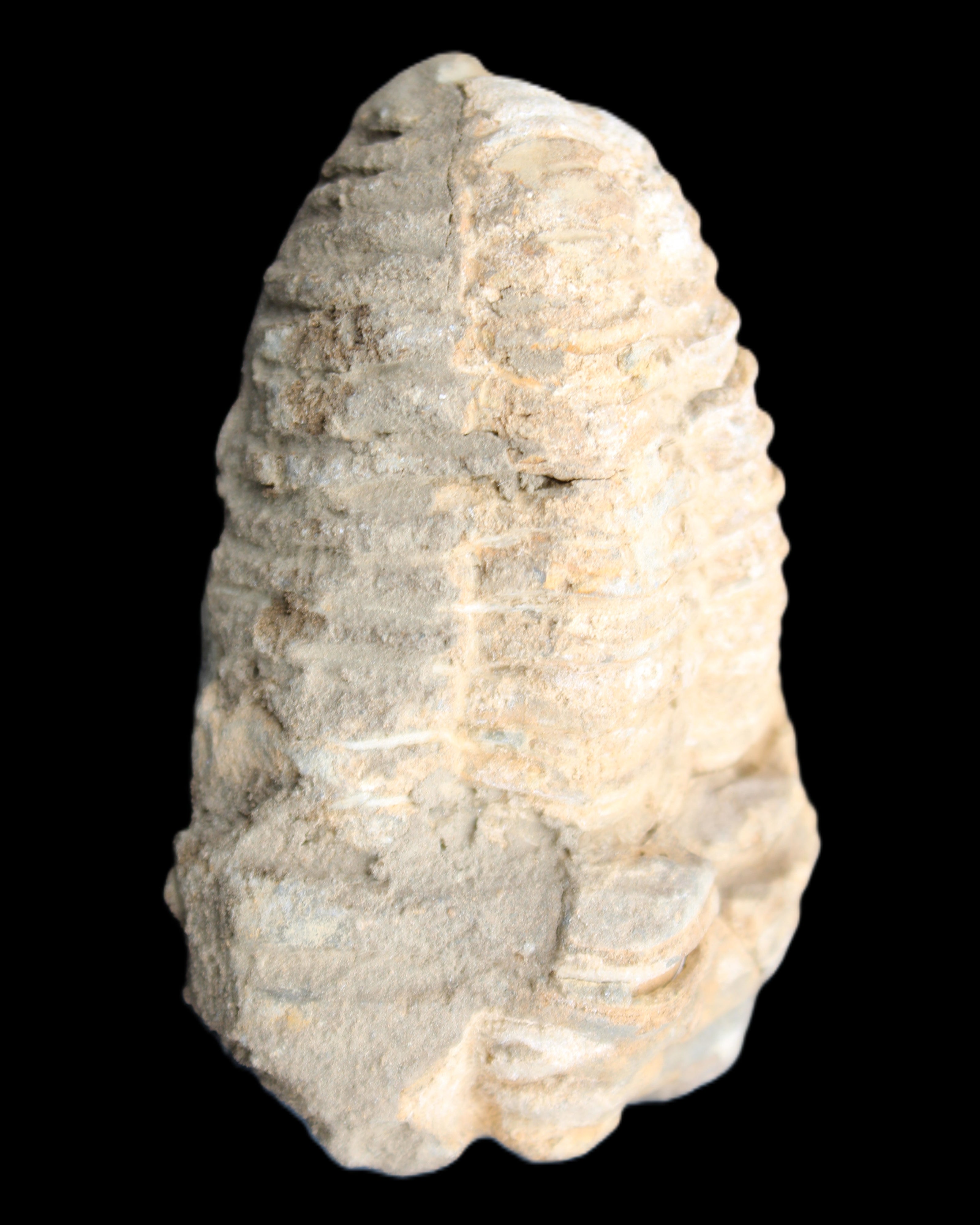 Trilobite Diacalymene ouzregui 50*85mm 147g in sunlight - Rocks and Things Store