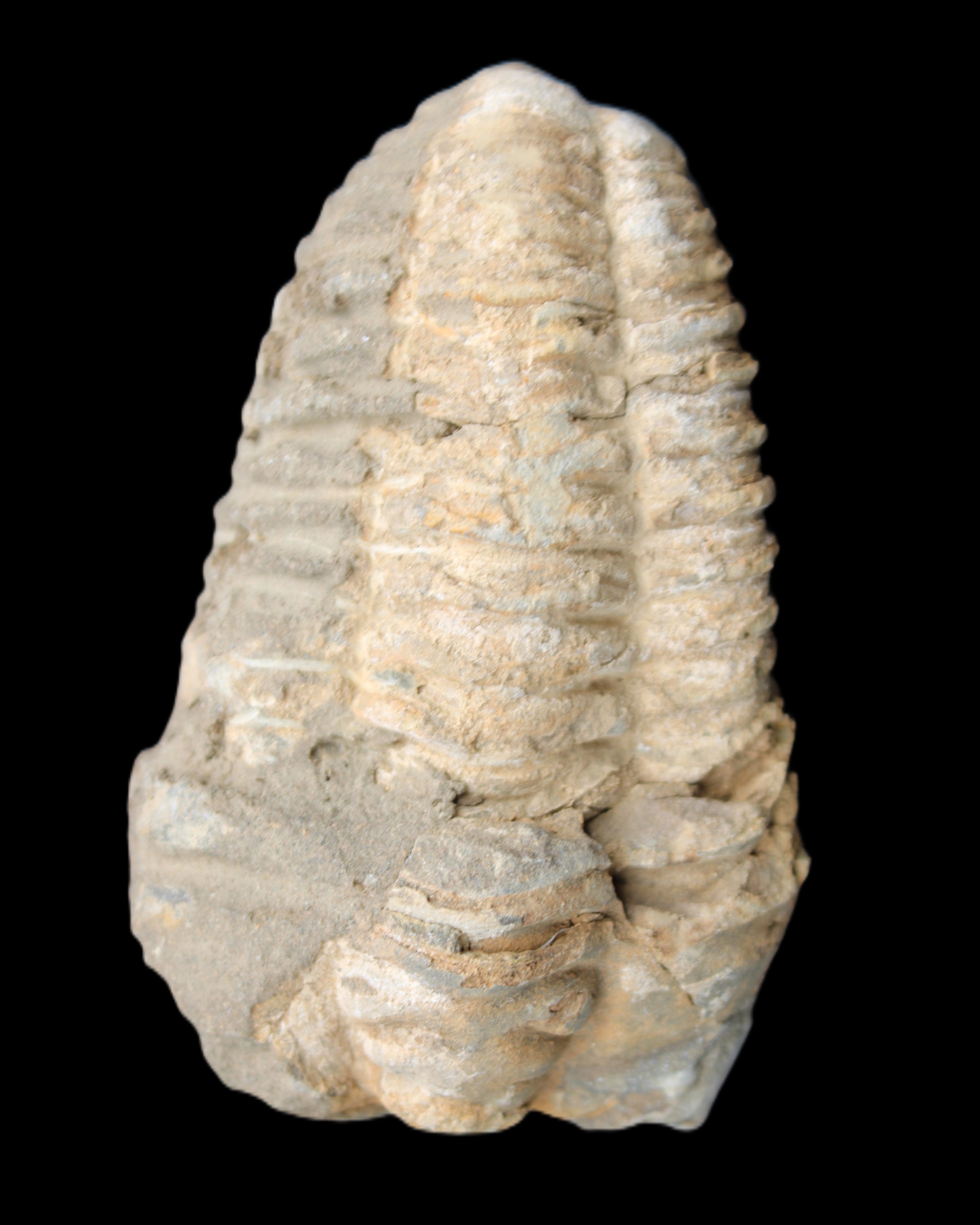 Trilobite Diacalymene ouzregui 50*85mm 147g in sunlight - Rocks and Things Store