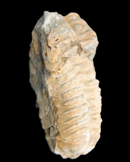 Trilobite Diacalymene ouzregui 50*85mm 147g in sunlight - Rocks and Things Store