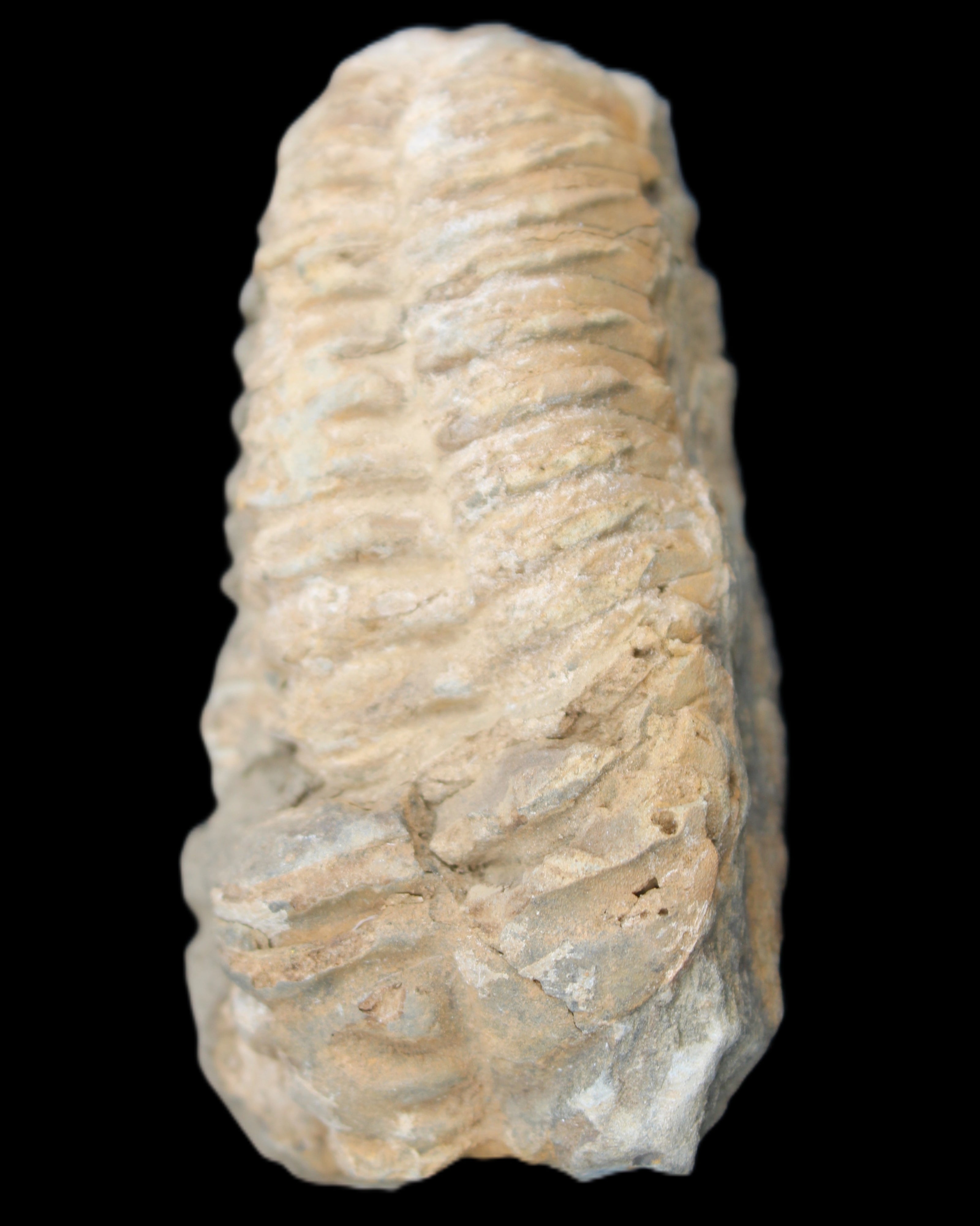 Trilobite Diacalymene ouzregui 50*85mm 147g in sunlight - Rocks and Things Store