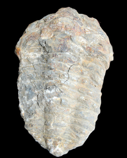 Trilobite Diacalymene 52*88mm 152g in sunlight - Rocks and Things Store