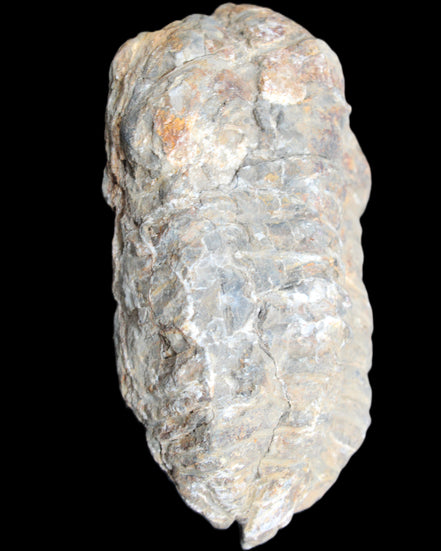 Trilobite Diacalymene 52*88mm 152g in sunlight - Rocks and Things Store
