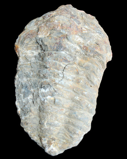 Trilobite Diacalymene 52*88mm 152g in sunlight - Rocks and Things Store