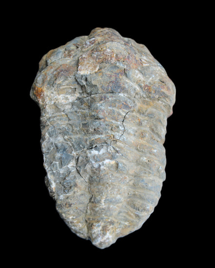 Trilobite Diacalymene 52*88mm 152g in sunlight - Rocks and Things Store