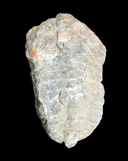 Trilobite Diacalymene 52*88mm 152g in sunlight - Rocks and Things Store