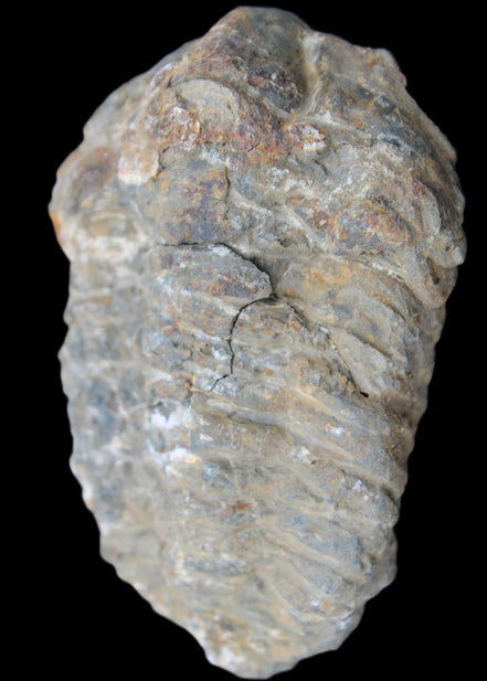 Trilobite Diacalymene 52*88mm 152g in sunlight - Rocks and Things Store