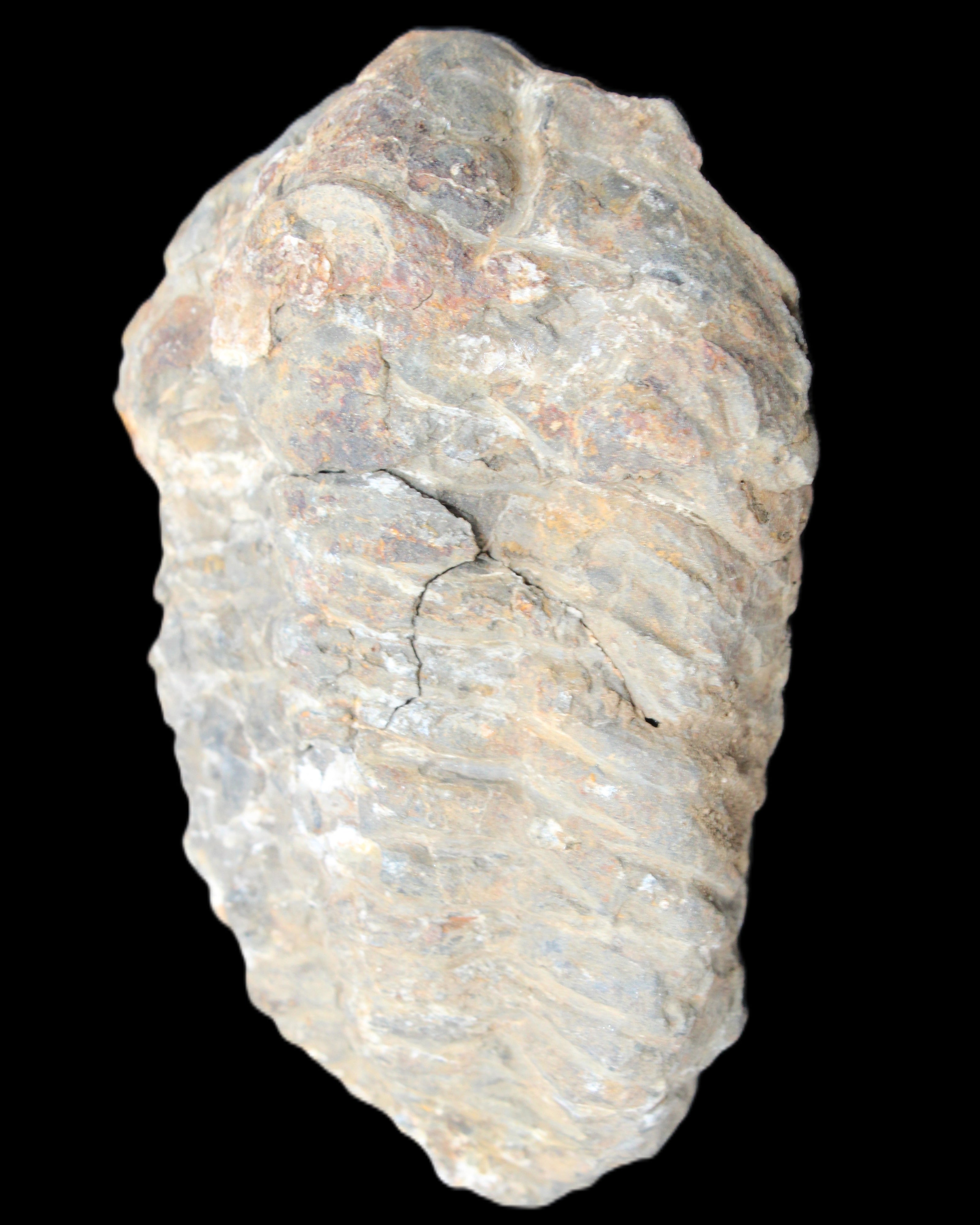 Trilobite Diacalymene 52*88mm 152g in sunlight - Rocks and Things Store