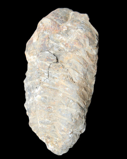 Trilobite Diacalymene 52*88mm 152g in sunlight - Rocks and Things Store