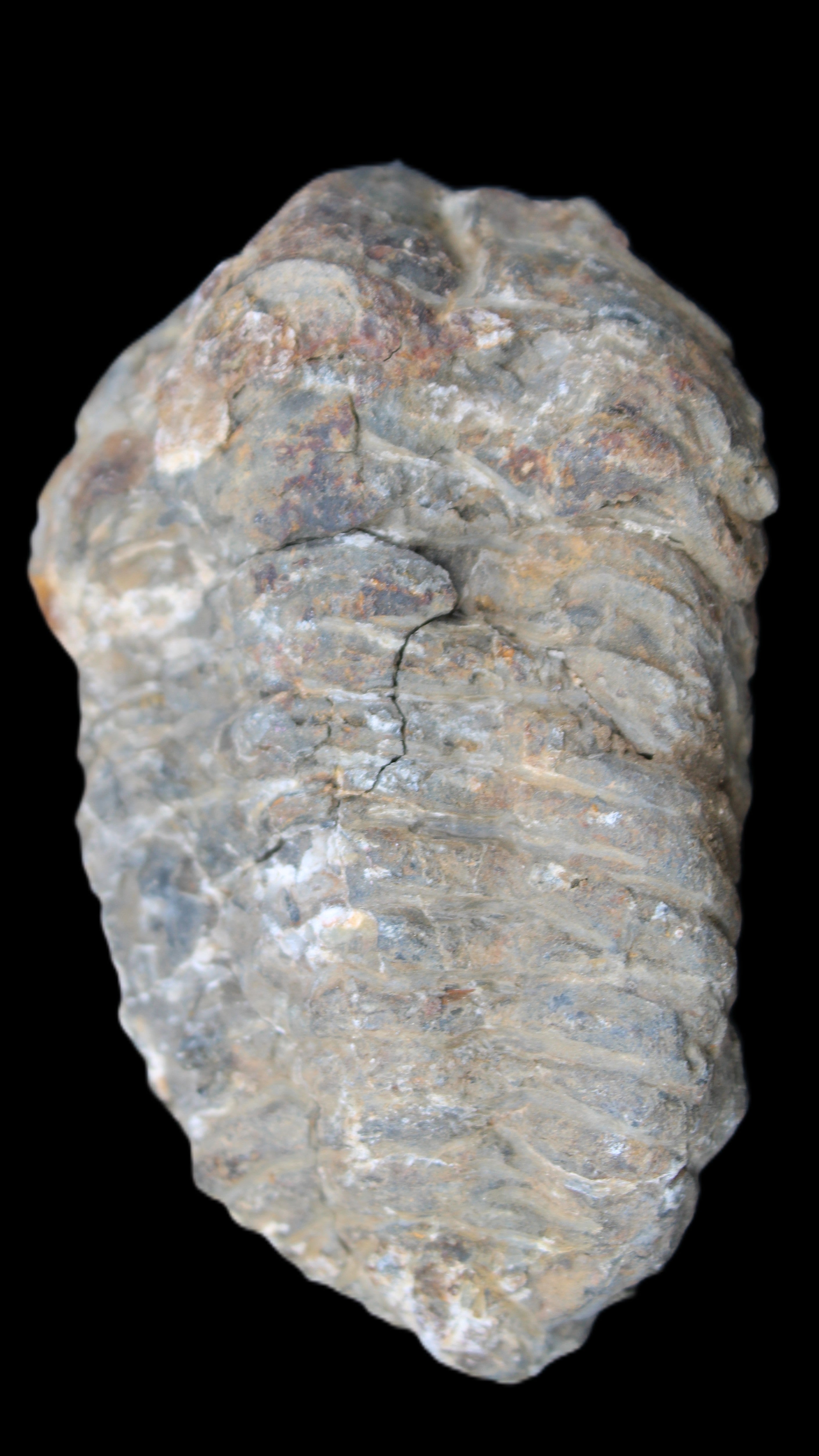 Trilobite Diacalymene 52*88mm 152g in sunlight - Rocks and Things Store