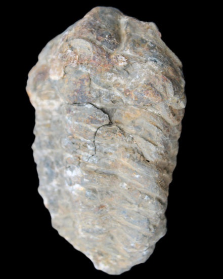 Trilobite Diacalymene 52*88mm 152g in sunlight - Rocks and Things Store