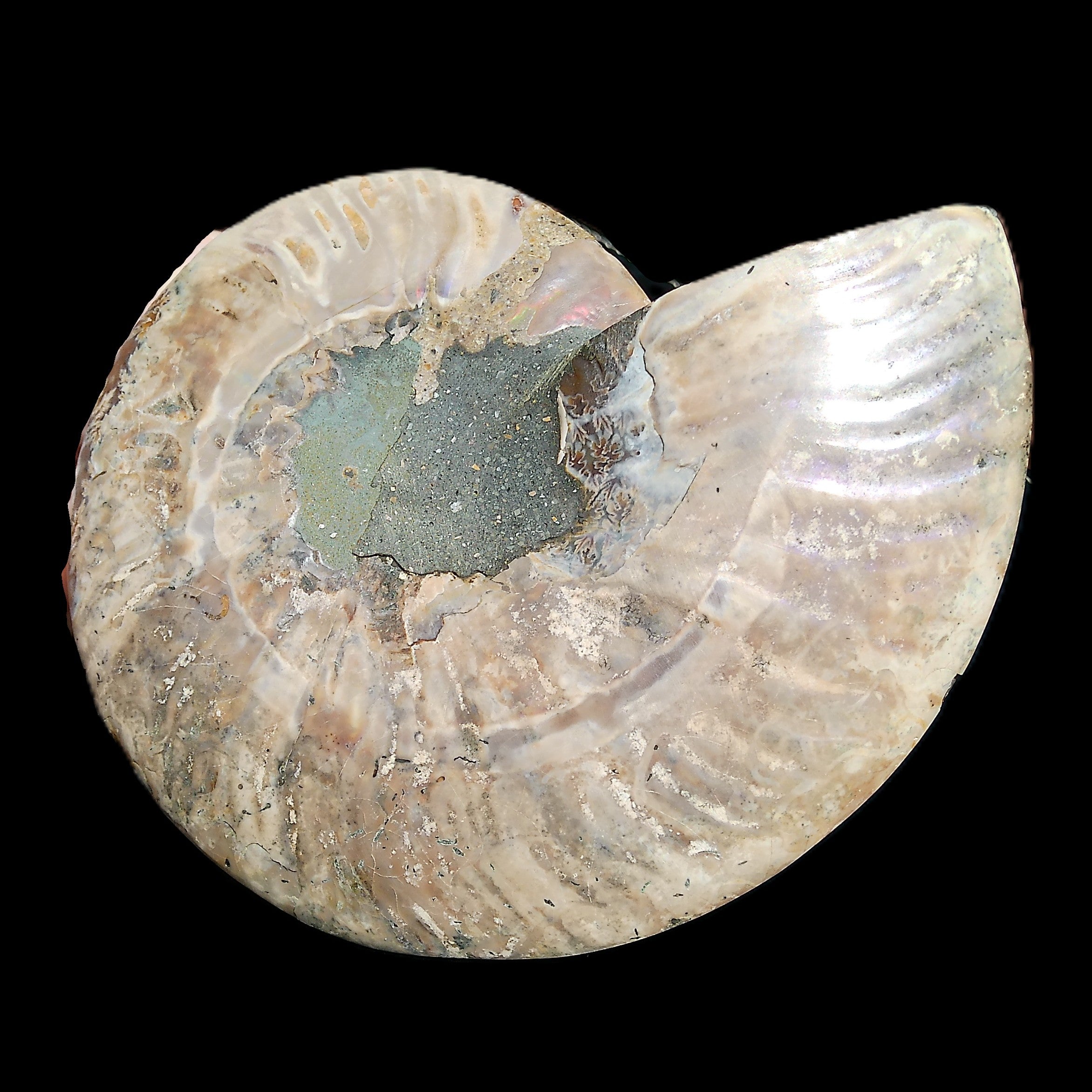 Ammonite section pair 166/168*128/126*18mm 457g & 505g in sunlight - Rocks and Things Store