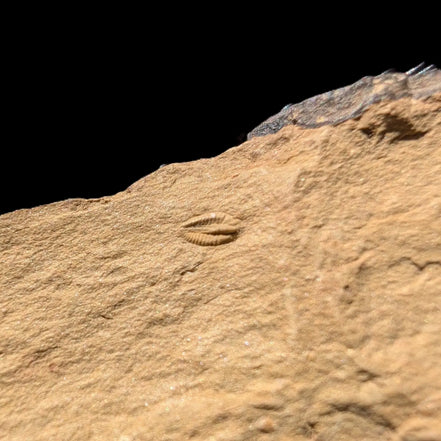 Early Trilobite 3mm in Cambrian siltstone 60mm 21g Rocks and Things Store