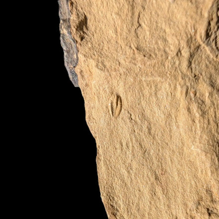 Early Trilobite 3mm in Cambrian siltstone 60mm 21g Rocks and Things Store