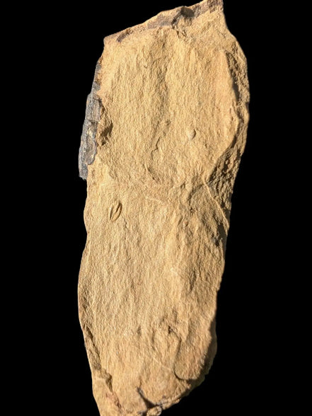 Early Trilobite 3mm in Cambrian siltstone 60mm 21g Rocks and Things Store