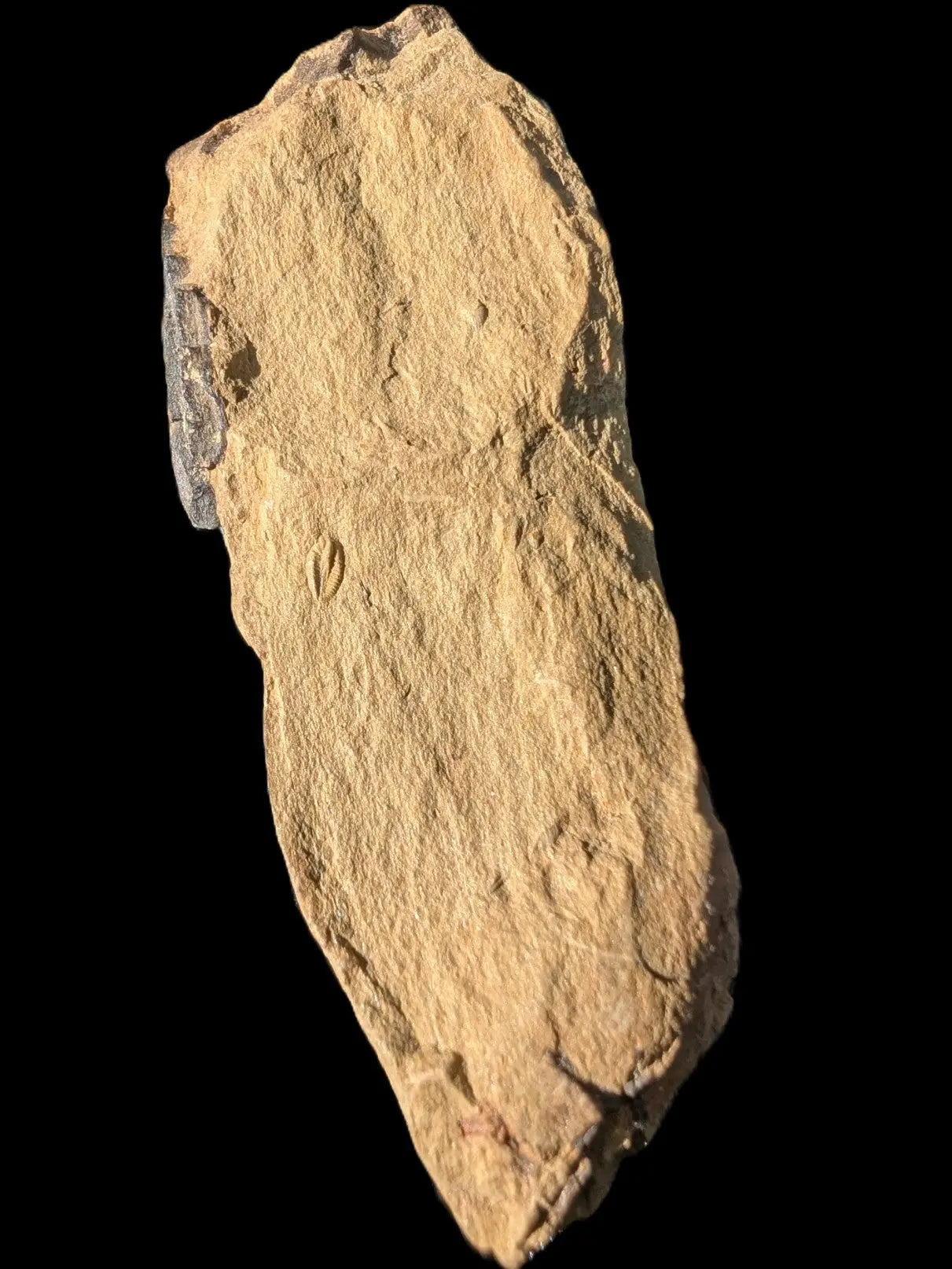 Early Trilobite 3mm in Cambrian siltstone 60mm 21g Rocks and Things Store