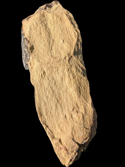 Early Trilobite 3mm in Cambrian siltstone 60mm 21g Rocks and Things Store