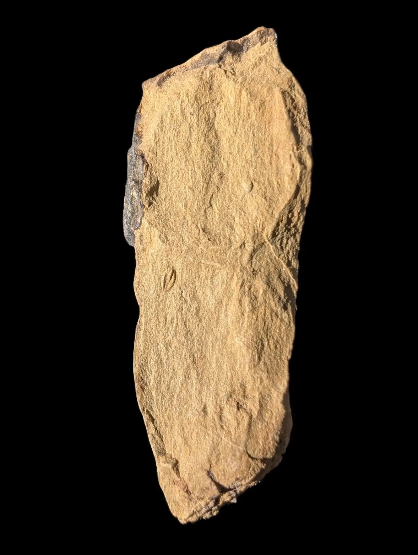 Early Trilobite 3mm in Cambrian siltstone 60mm 21g Rocks and Things Store