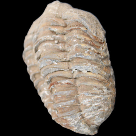 Trilobite Diacalymene 37*55mm 52.5g in sunlight - Rocks and Things Store