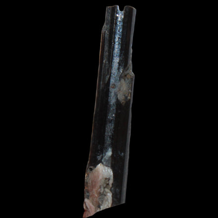 Small long Rainbow Black Tourmaline  crystal 25mm 6.2ct 1.2g in sunlight - Rocks and Things Store