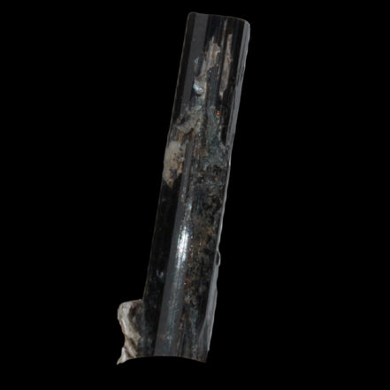 Small long Rainbow Black Tourmaline  crystal 25mm 6.2ct 1.2g in sunlight - Rocks and Things Store