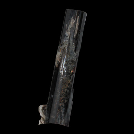 Small long Rainbow Black Tourmaline  crystal 25mm 6.2ct 1.2g in sunlight - Rocks and Things Store