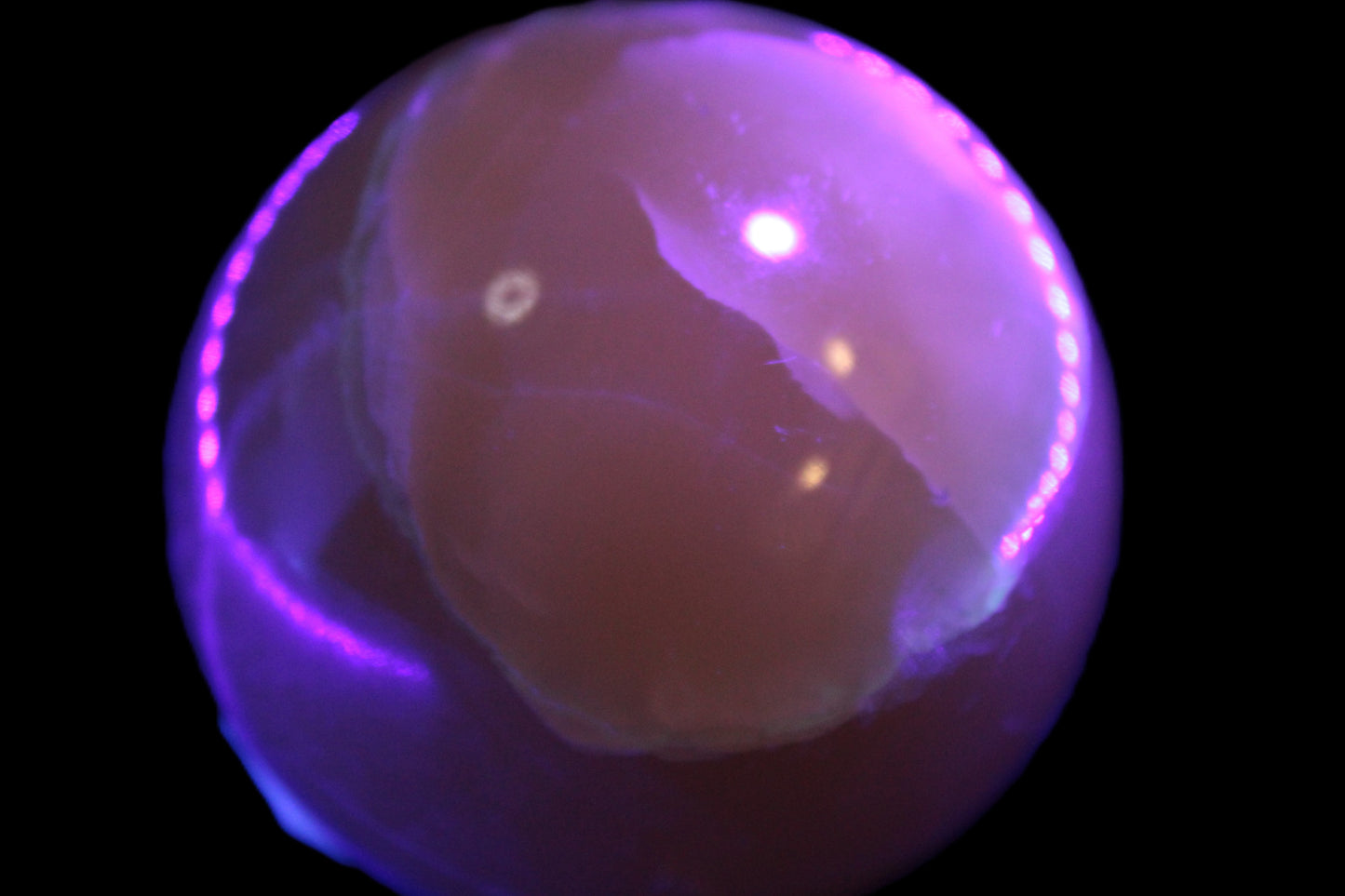 Topaz Honey Calcite sphere 63mm 341g Rocks and Things