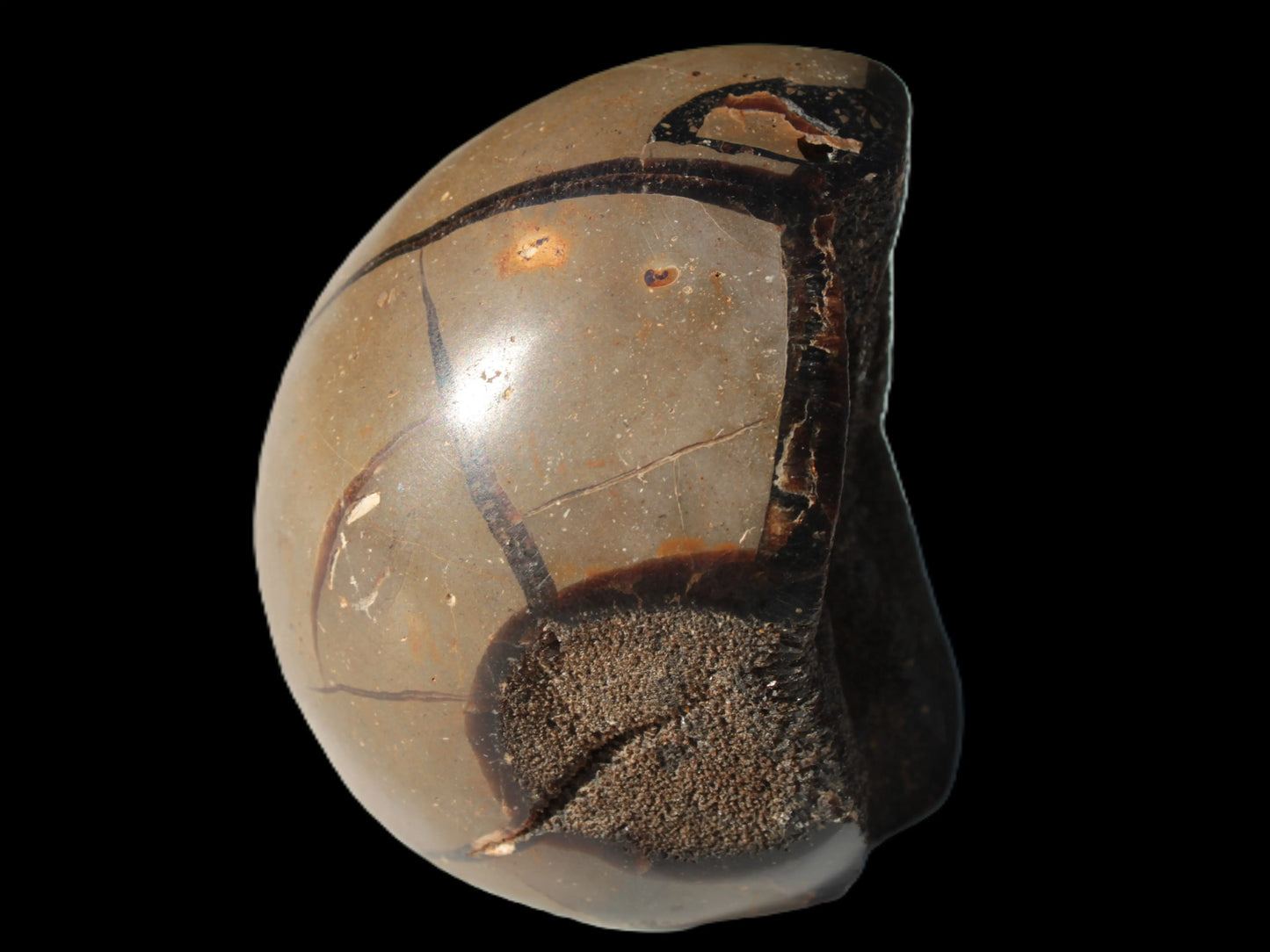 Septarian Dragon Stone egg 330g Rocks and Things