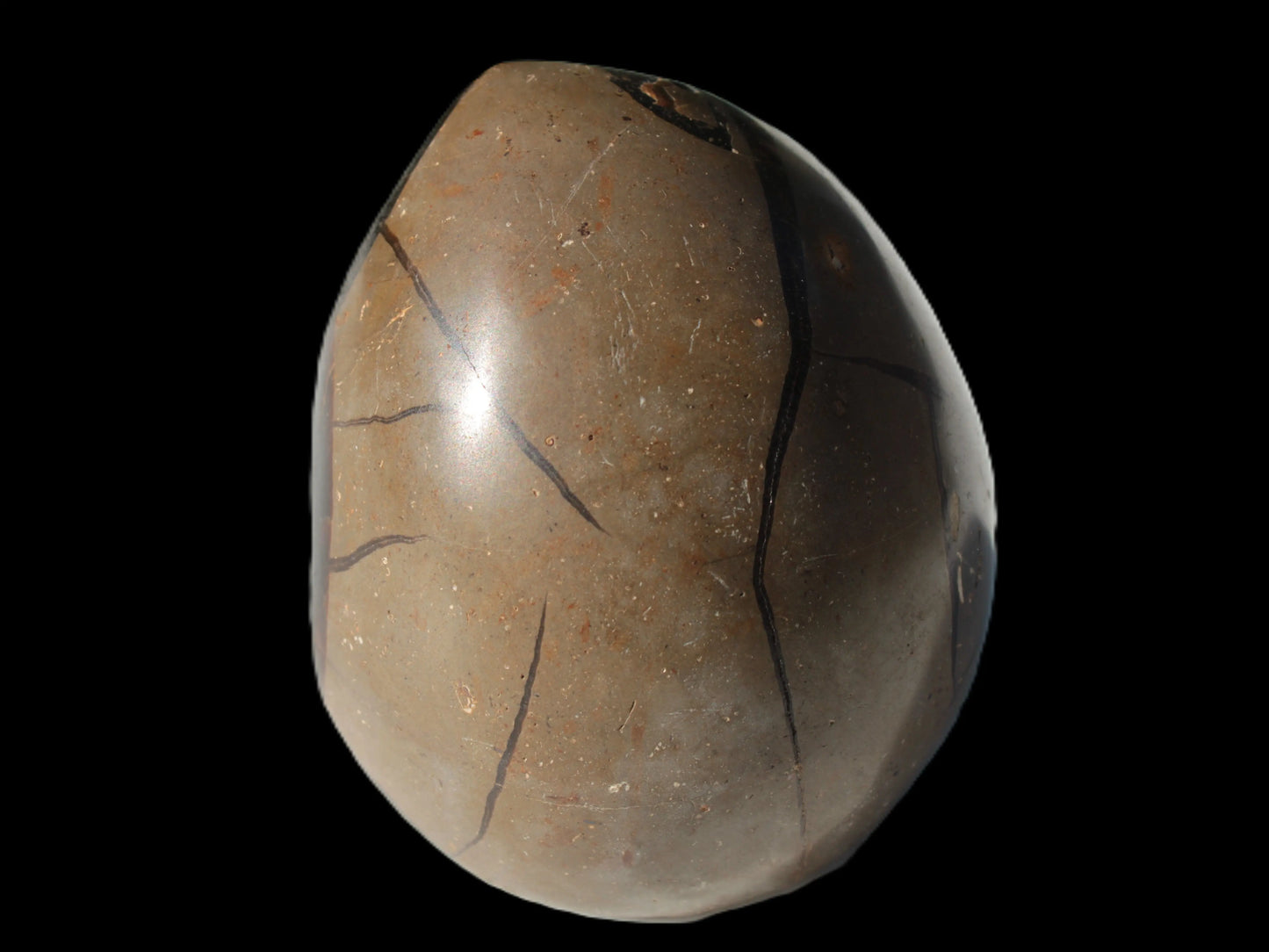 Septarian Dragon Stone egg 330g Rocks and Things