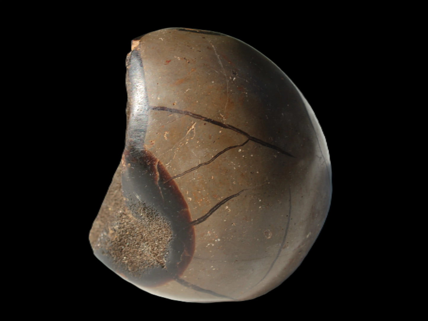 Septarian Dragon Stone egg 330g Rocks and Things
