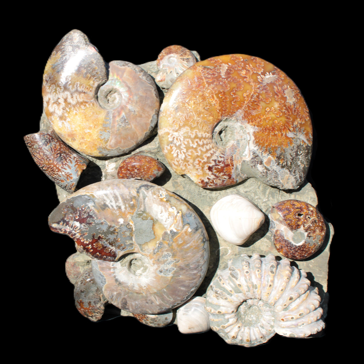 Ammonite Rocks and Things