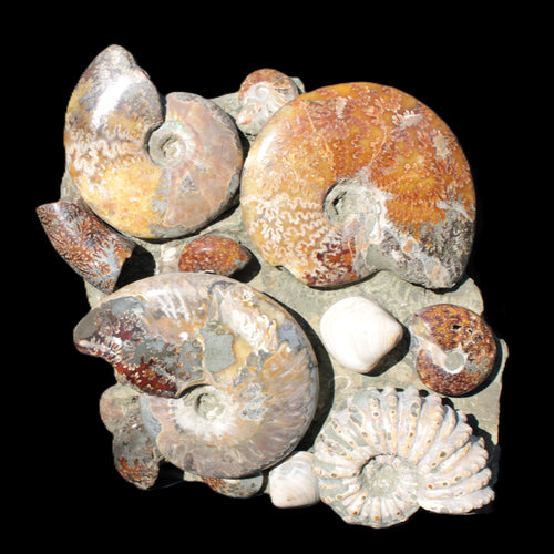 Ammonite Rocks and Things