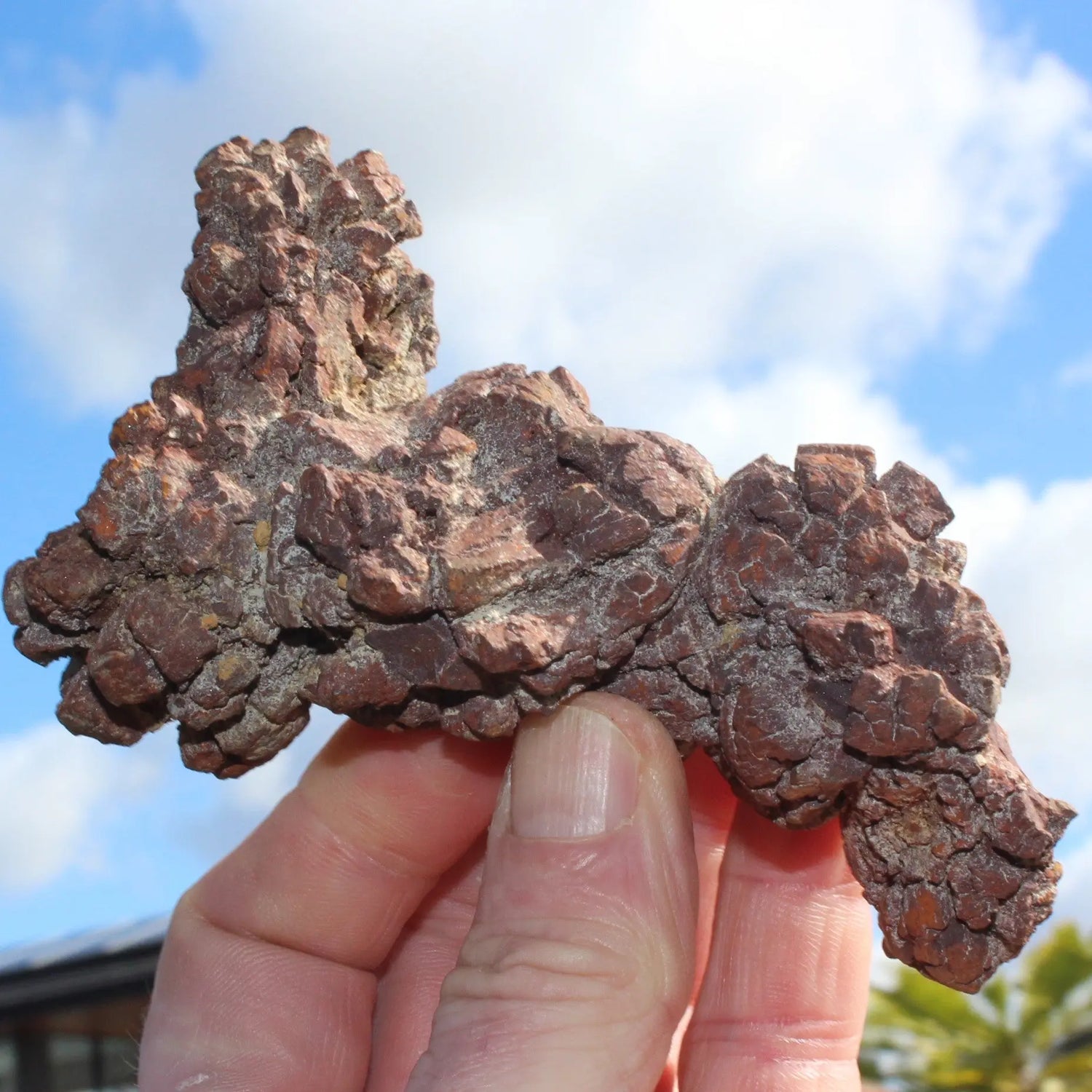 Coprolite Rocks and Things