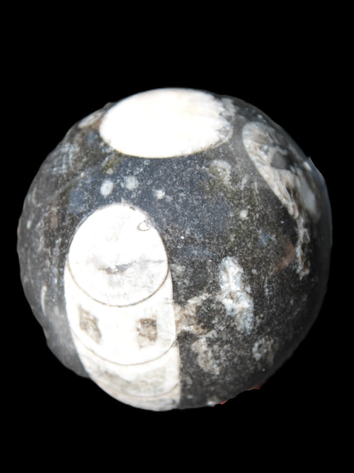 Orthoceras Rocks and Things