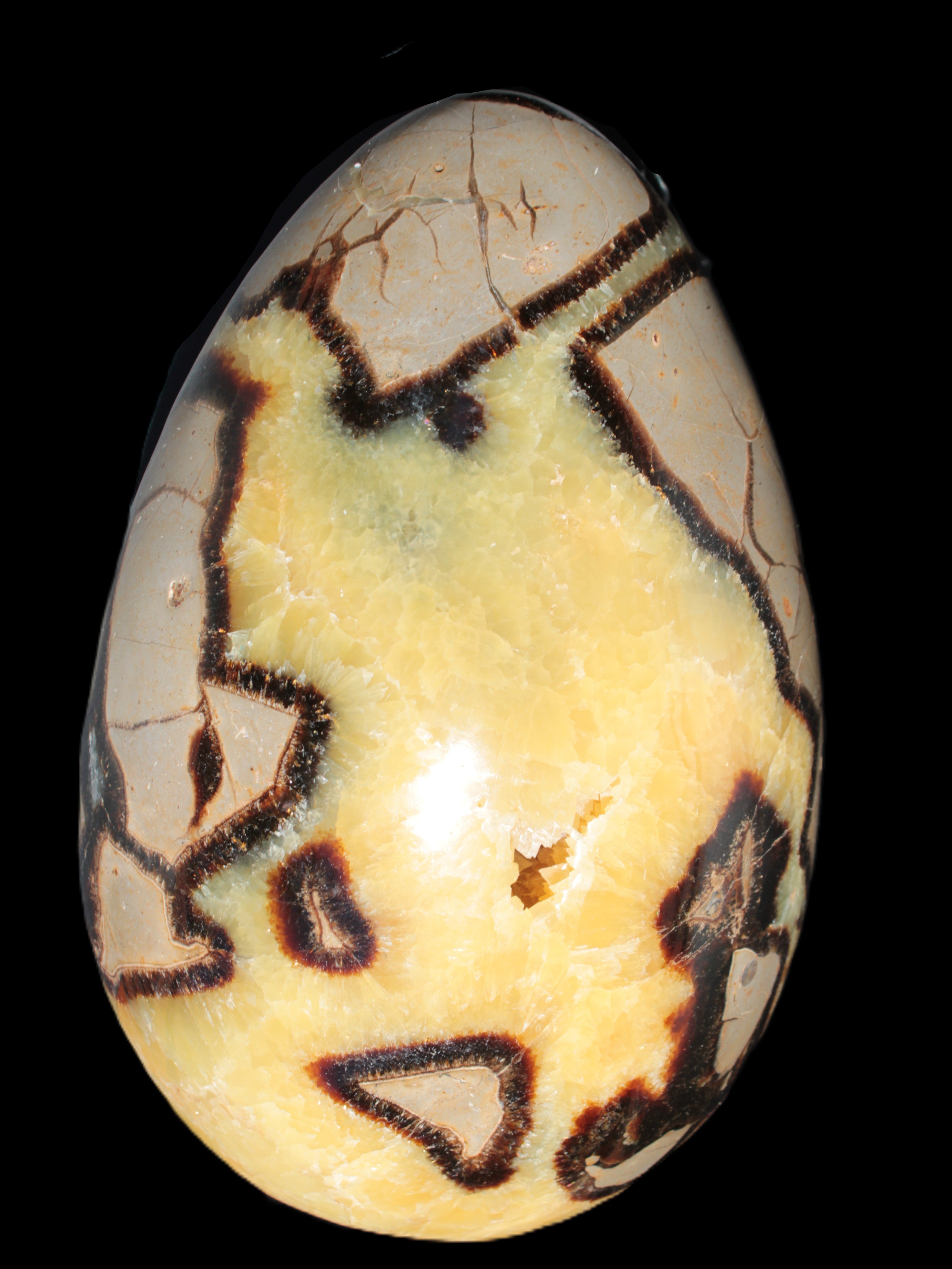 Septarian Dragon Stone Rocks and Things
