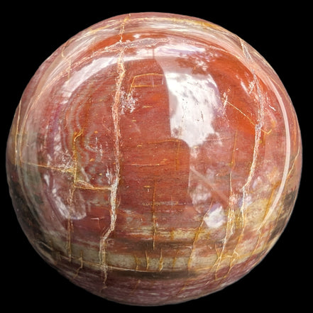 Petrified Wood Redwood sphere 69mm 462g in sunlight - Rocks and Things Store